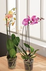 Phalaenopsis 2 tiges - Intermarché Super à Nice Phalaenopsis 2 tiges en promo chez Intermarché Super Nice à 7,99 €