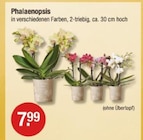 Phalaenopsis im V-Markt Prospekt zum Preis von 7,99 €