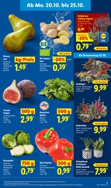 Pflanzen im Lidl Prospekt in Straubing Aktueller Lidl Prospekt mit Pflanzen, "LIDL LOHNT SICH", Seite 3