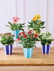 Plantes fleuries - Super U à Gap Plantes fleuries en promo chez Super U Gap à 4,99 €