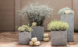 Zickzackstrauch im Angebot bei Dehner Garten-Center in Ibbenbüren Zickzackstrauch Angebote bei Dehner Garten-Center Ibbenbüren für 7,99 €