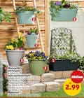 Pflanzgefäß mit Pergola Angebote bei Penny Minden für 2,99 €