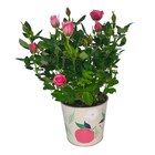 Foire aux plantes colorées - Carrefour à Colmar Foire aux plantes colorées en promo chez Carrefour Colmar à 3,49 €