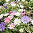 Anemone Angebote bei Thomas Philipps Bergkamen für 1,99 €