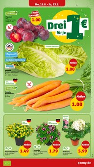 Hortensie im Penny Prospekt "Wer günstig will, muss Penny." mit 42 Seiten (Ulm)
