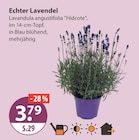 Echter Lavendel von  im aktuellen V-Markt Prospekt für 3,79 €