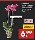 Orchidee Angebote bei Netto Marken-Discount Rostock für 6,99 €