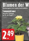 Sonnenblume Angebot in Oberhausen Sonnenblume im aktuellen Prospekt bei EDEKA in Oberhausen