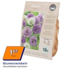 Blumenzwiebeln bei Action im Nettetal Prospekt für 1,67 €