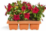 Dipladenia im Angebot bei Netto Marken-Discount in Erftstadt Dipladenia Angebote bei Netto Marken-Discount Erftstadt für 9,99 €