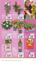 Tomatenpflanze Angebot im aktuellen Lidl Prospekt auf Seite 5