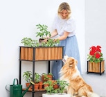 Strauch-Basilikum 'Magic Blue' im aktuellen Prospekt bei Dehner Garten-Center in Großwiesenhof