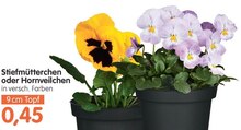 Stiefmütterchen oder Hornveilchen bei b&m in Wiesbaden Stiefmütterchen oder Hornveilchen im Angebot bei b&m Wiesbaden für 0,45 €