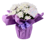 Chrysanthemen in Geschenkverpackung Angebote bei Lidl Oberhausen