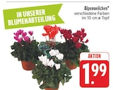 Aktuelle Alpenveilchen Angebote bei E center in Dresden Aktuelles Alpenveilchen Angebot bei E center in Dresden ab 1,99 €