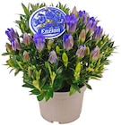 Penny Senftenberg - Enzian Angebot im Prospekt Enzian bei Penny im Senftenberg Prospekt für 2,99 €