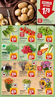 Pflanzen im REWE Prospekt "Dein Markt" mit 25 Seiten (Braunschweig)