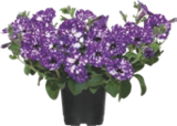 Pétunia - GARDENLINE - Aldi Pétunia - GARDENLINE à 2,79 € dans le catalogue Aldi