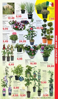 Zimmerpflanzen im Jawoll Prospekt "Sonderposten-Märkte" mit 16 Seiten (Essen)