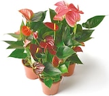 Anthurie  im aktuellen Netto mit dem Scottie Prospekt für 5,49 €