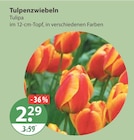 Tulpenzwiebeln von  im aktuellen V-Markt Prospekt für 2,29 €