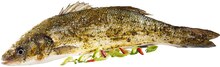 Fisch im aktuellen REWE Prospekt für 1.49€