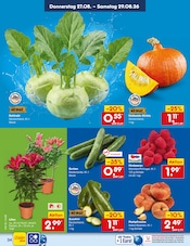 Kürbis im Netto Marken-Discount Prospekt in Kaarst Aktueller Netto Marken-Discount Prospekt mit Kürbis, "Aktuelle Angebote", Seite 48