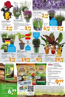 Pflanzen im aktuellen Globus-Baumarkt Prospekt (Saarbrücken) Pflanzen im Globus-Baumarkt Prospekt "Immer eine Idee besser" mit 18 Seiten (Saarbrücken)