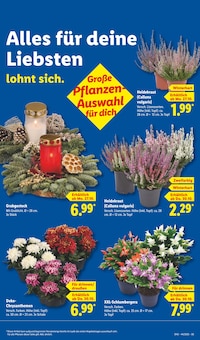 Pflanzen im aktuellen Lidl Prospekt (Krefeld) Pflanzen im Lidl Prospekt "LIDL LOHNT SICH" mit 67 Seiten (Krefeld)