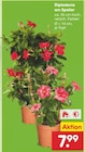 Dipladenia am Spalier im Netto Marken-Discount Prospekt Dipladenia am Spalier von im aktuellen Netto Marken-Discount Prospekt fĂŒr 7,99 âŹ