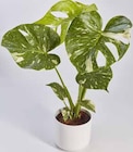 Monstera Thai Constellation im Angebot bei Marktkauf in Aschaffenburg Monstera Thai Constellation Angebote bei Marktkauf Aschaffenburg für 13,99 €