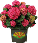 Globus-Baumarkt Achern - Garten-Hortensie Angebot im Prospekt Garten-Hortensie bei Globus-Baumarkt im Achern Prospekt für 13,99 €