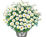 Margeriten-Busch bei BayWa Bau- und Gartenmärkte im Prospekt "" für 6,99 €