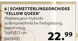 Schmetterlingsorchidee 'Yellow Queen' von  im aktuellen Dehner Garten-Center Prospekt für 22,99 €