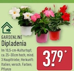 Dipladenia von Gardenline im aktuellen ALDI Nord Prospekt
