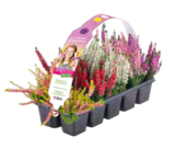 Herbstpflanzen-Mix im Angebot bei ALDI SÜD in Meerbusch Herbstpflanzen-Mix Angebote von GARDENLINE bei ALDI SÜD Meerbusch für 1,29 €