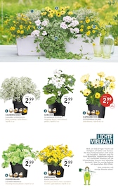 Aktueller ROSENGUT Langerwisch Prospekt mit Blumen, "BUNTE VIELFALT!", Seite 3