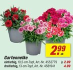 Aktuelles Gartennelke einfarbig Angebot bei toom Baumarkt in Moers ab 2,99 €