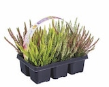 Heidekraut (Calluna) im Angebot bei Lidl in Minden Heidekraut (Calluna) Angebote bei Lidl Minden für 5,99 €