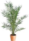 Aktuelle Palme Angebote bei BayWa Bau- und Gartenmärkte in Nürnberg Aktuelles kanarische Dattelpalme Angebot bei BayWa Bau- und Gartenmärkte in Nürnberg ab 18,99 €