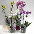 Phalaenopsis 2 Trieber im Angebot bei GLOBUS in Erlangen Phalaenopsis 2 Trieber Angebote bei GLOBUS Erlangen für 5,99 €