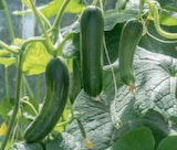 Veredeltes Gemüse bei toom Baumarkt im Frankfurt Prospekt für 5,99 €