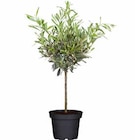 OLIVENBAUM von GROW BY OBI für 19,99 € bei OBI im Angebot OLIVENBAUM von GROW BY OBI im aktuellen OBI Prospekt