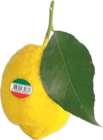 Amalfi Zitronen im V-Markt Prospekt Amalfi Zitronen von im aktuellen V-Markt Prospekt für 0,99 €