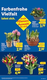 Tulpen im Lidl Prospekt in Bayreuth Aktueller Lidl Prospekt mit Tulpen, "LIDL LOHNT SICH", Seite 17
