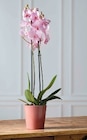 Orchidée Phalaenopsis 2 tiges - U Express à Troyes Orchidée Phalaenopsis 2 tiges en promo chez U Express Troyes à 10,99 €