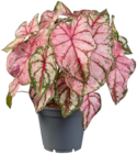 Caladium - Lidl à Vitry-sur-Seine Caladium en promo chez Lidl Vitry-sur-Seine à 8,99 €