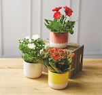 Plante fleurie - Super U à Clichy Plante fleurie en promo chez Super U Clichy à 6,99 €