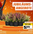 Besenheide für 5,55 € bei OBI im Angebot Besenheide im aktuellen OBI Prospekt