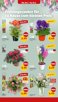 Tulpen im Penny Prospekt "Wer günstig will, muss Penny." mit 46 Seiten (Potsdam)